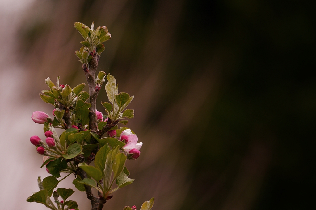 P1220626 - lf.JPG