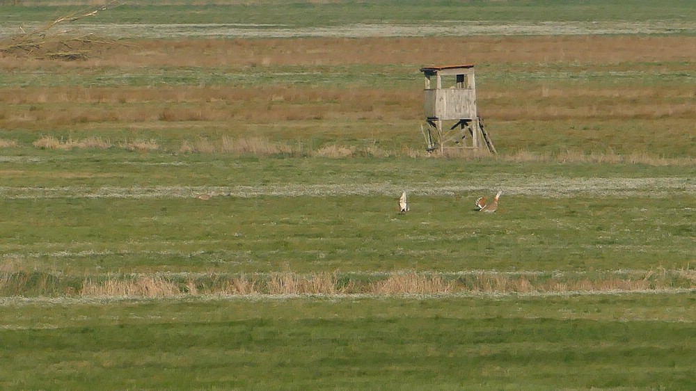 verkleinert .2019-04-20 Großtrappen 05.jpg