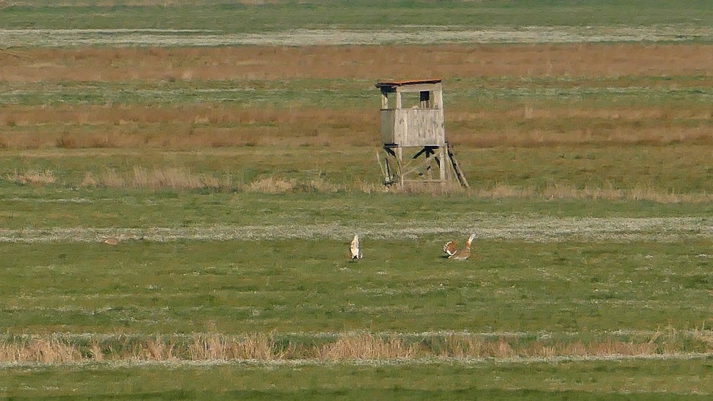 verkleinert .2019-04-20 Großtrappen x05.jpg