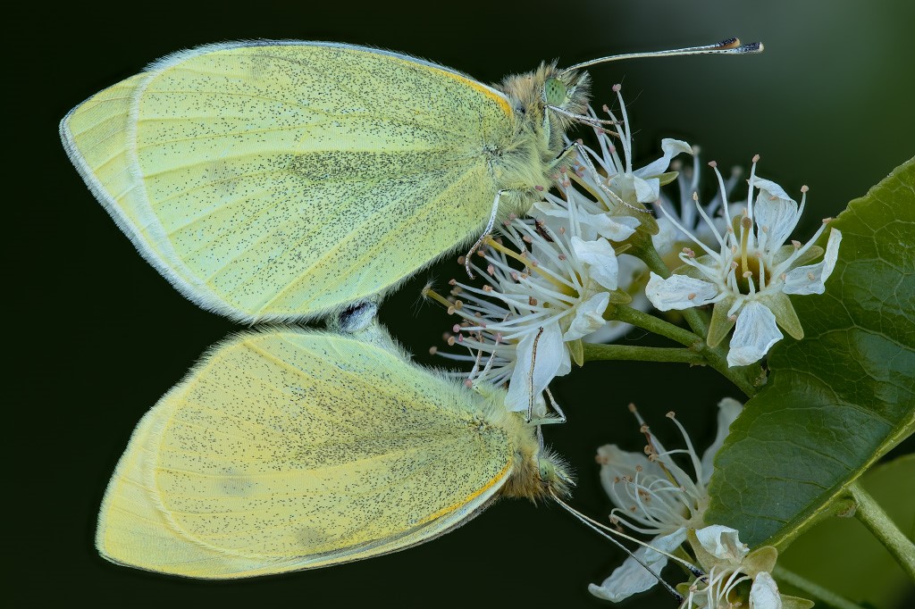 Schmetterling.jpg