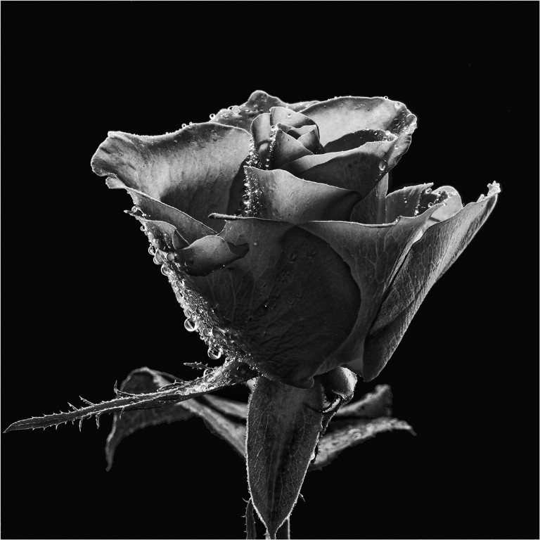 Rose_BW_1200px.jpg