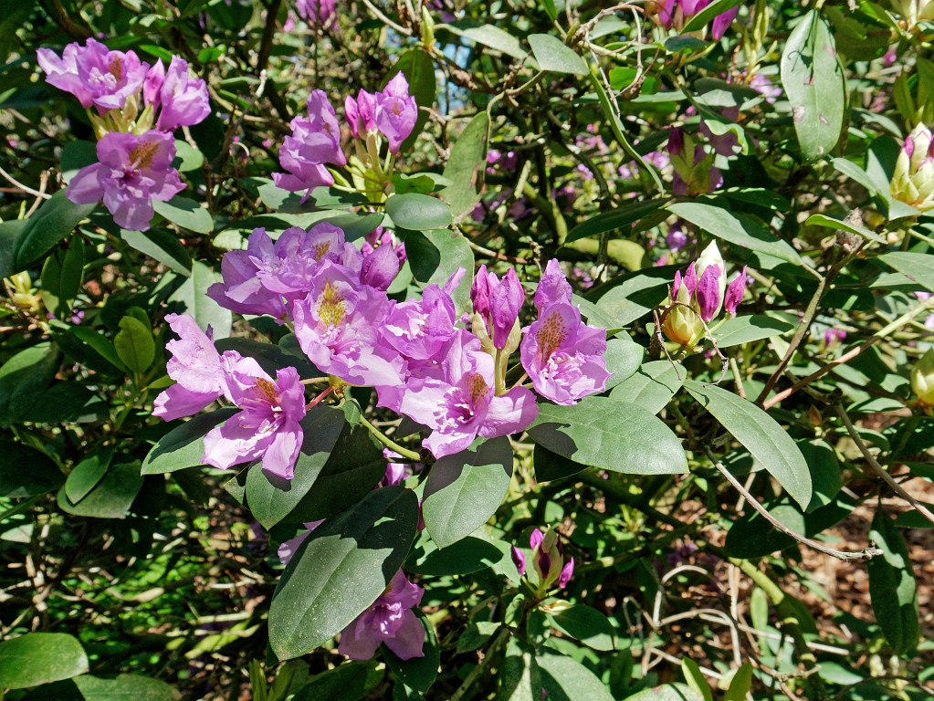 P1000429_DxO.jpg