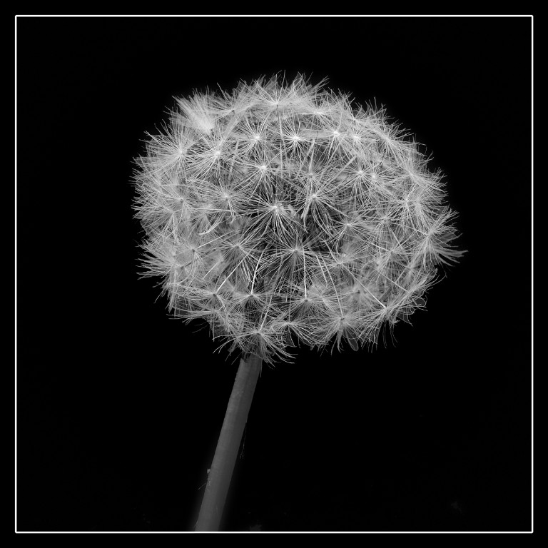 Pusteblume1a_BW_1200px.jpg