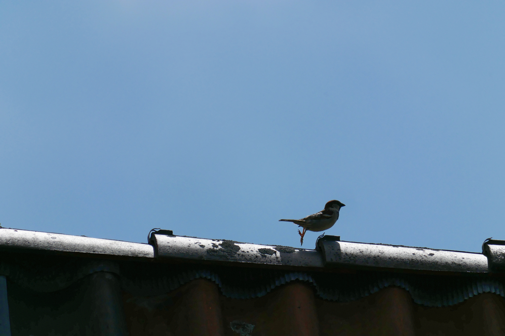 sportlicher Sperling.jpg