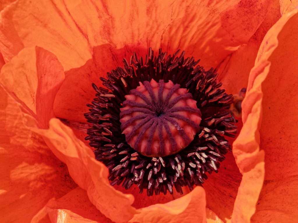 Mohn-2_1200px.jpg