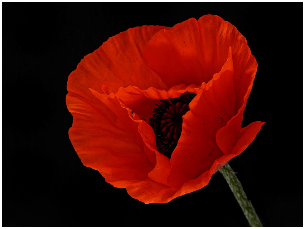 Mohn_Studio_1200px.jpg