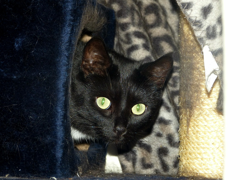 schwarzekatze.jpg