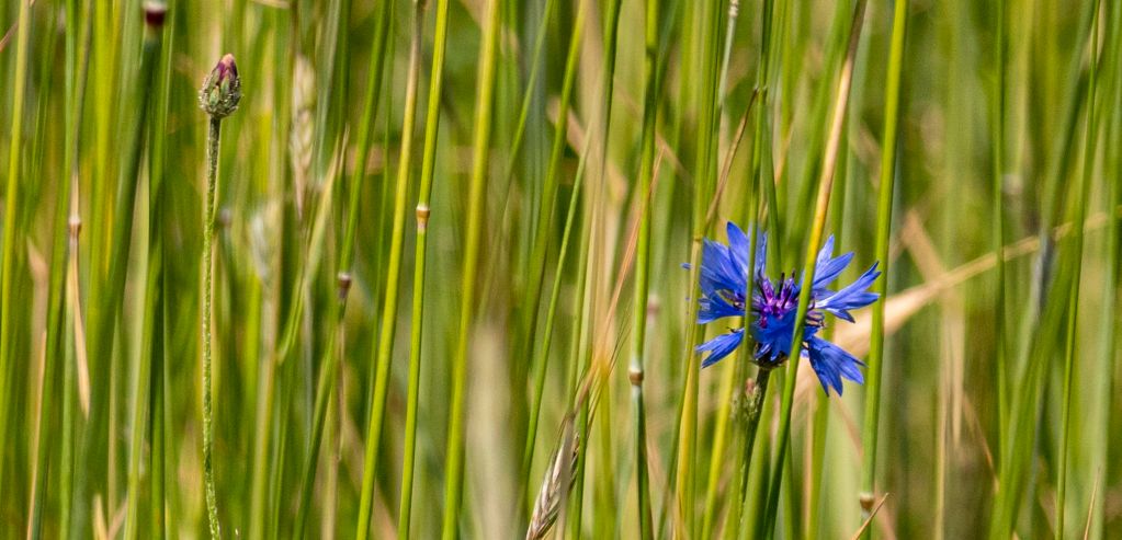 Kornblume (1 von 1)klein.jpg