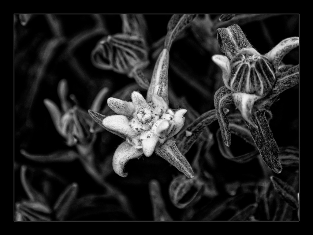 Edelweiss_BW_1200px.jpg