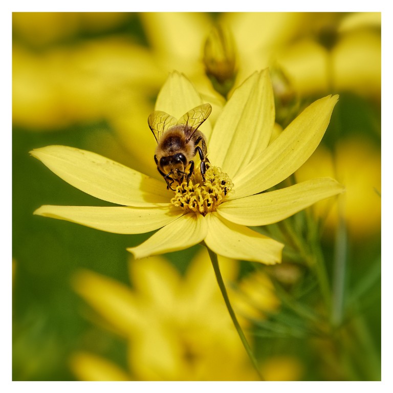 Biene-auf-Maedchenauge_1200px.jpg