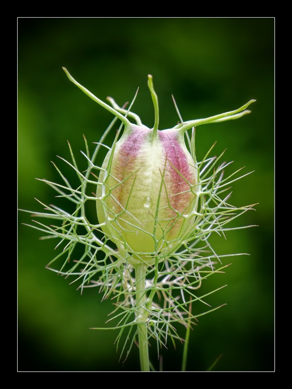 Jungfer-Samenstand_1200px.jpg