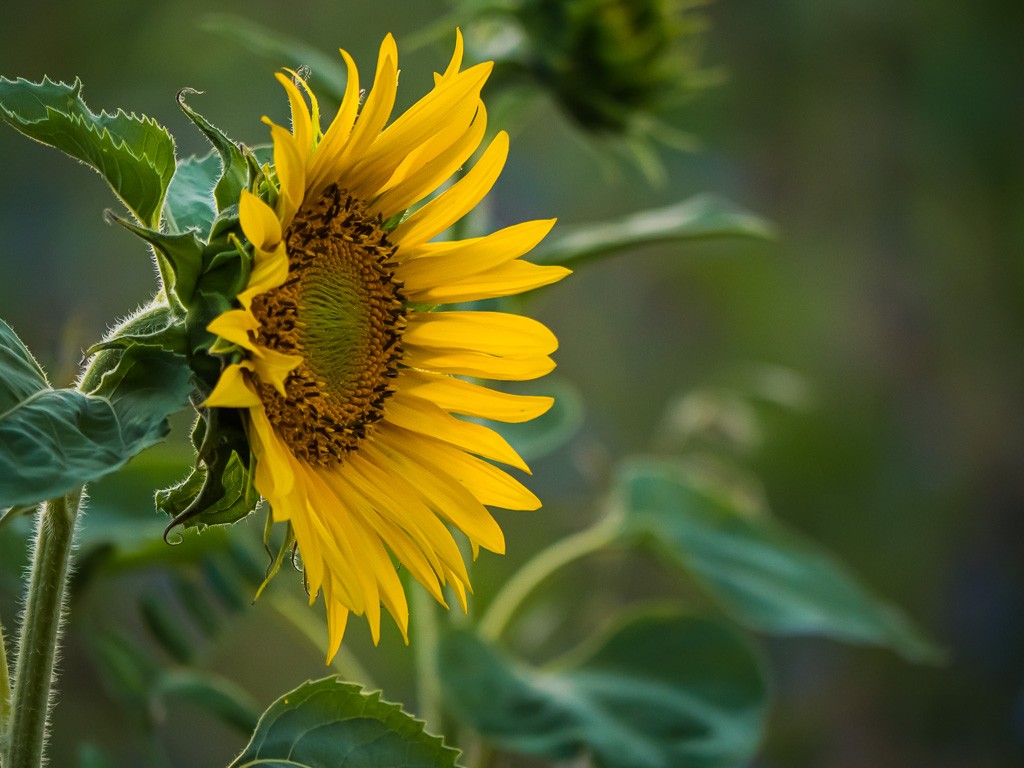 Sonneblume mit Bokeh.jpg