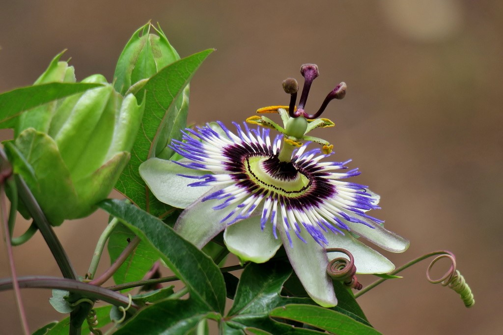 Passiflora_1_1.JPG