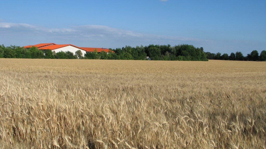 Getreidefeld_1.jpg