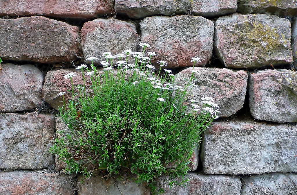 Mauerblümchen II_1.JPG