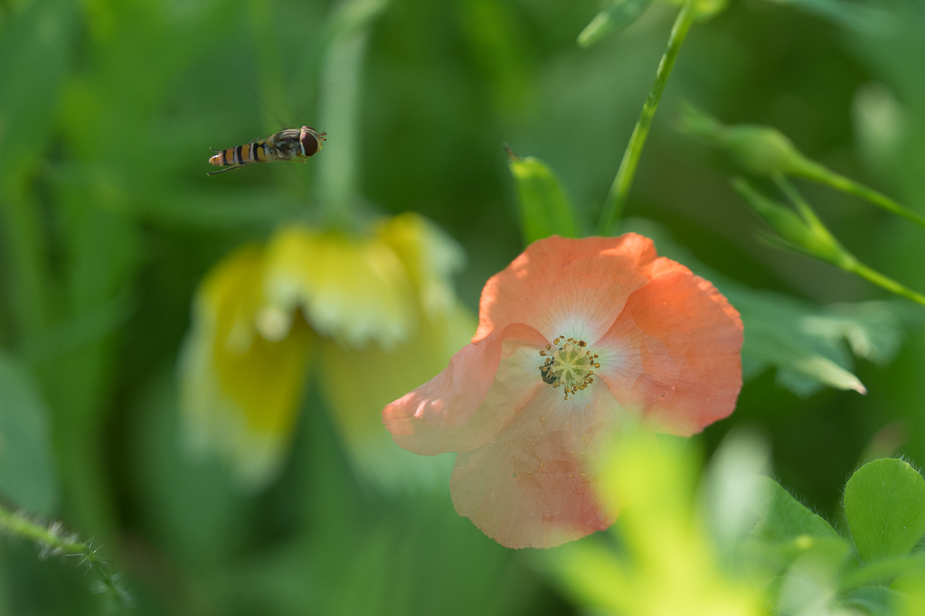 P6281632-comp 10_Mohn.JPG