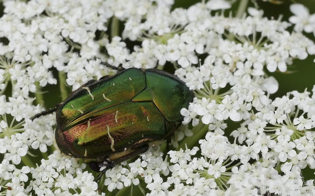 Rosenkäfer-4 reduz.jpg