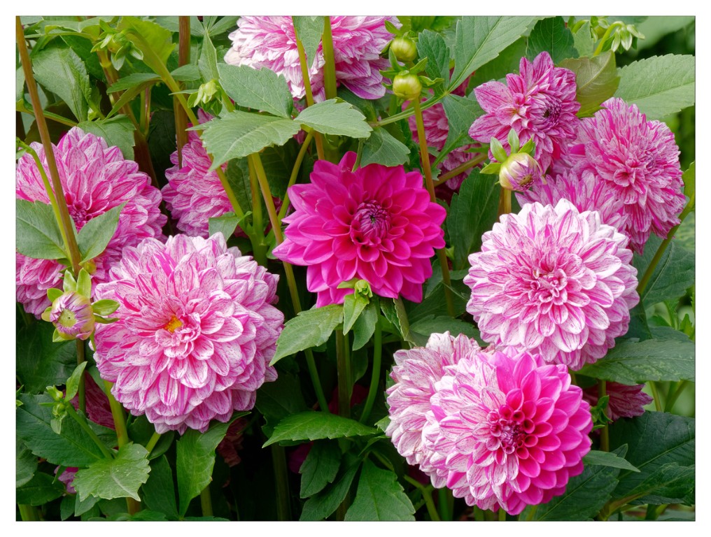 Dahlien_Stack20_1200px.jpg