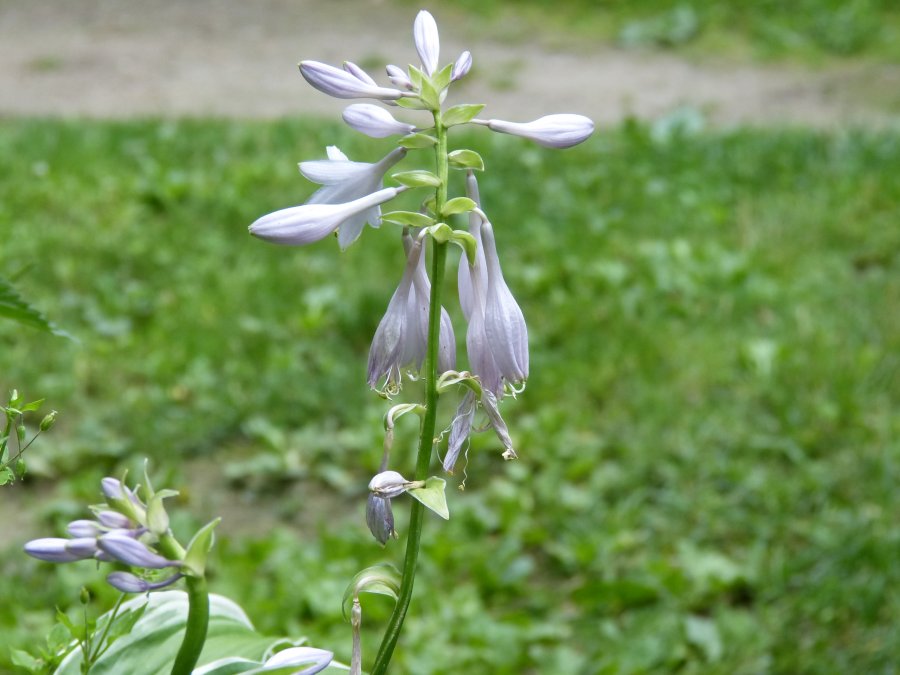 z20120621_8117.jpg