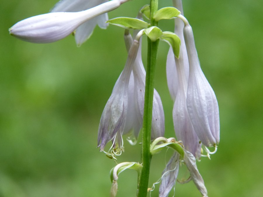 z20120621_8115.jpg