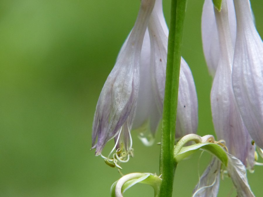 z20120621_8114.jpg