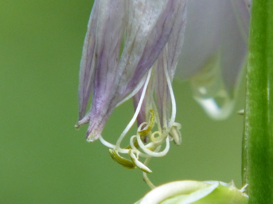 z20120621_8112.jpg