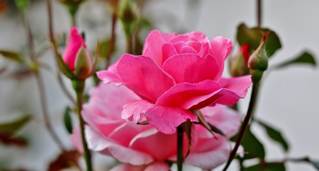 Rose rosa_1.JPG
