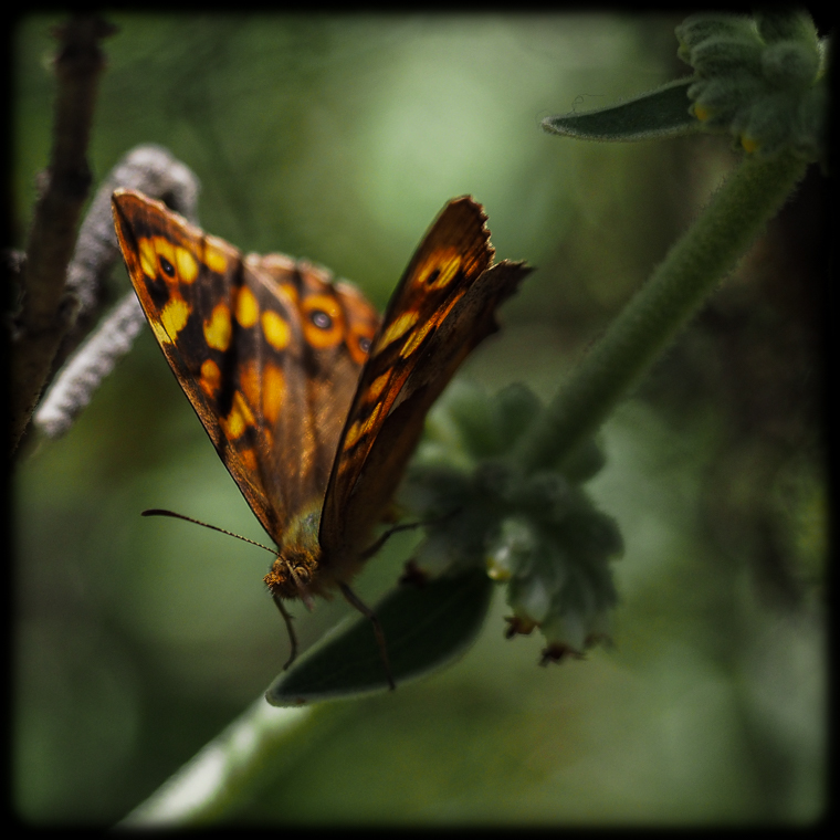 P5116745-comp10-Quad.JPG