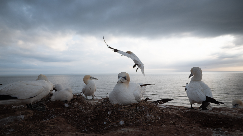 Helgoland-10 mm_P1019776.jpg