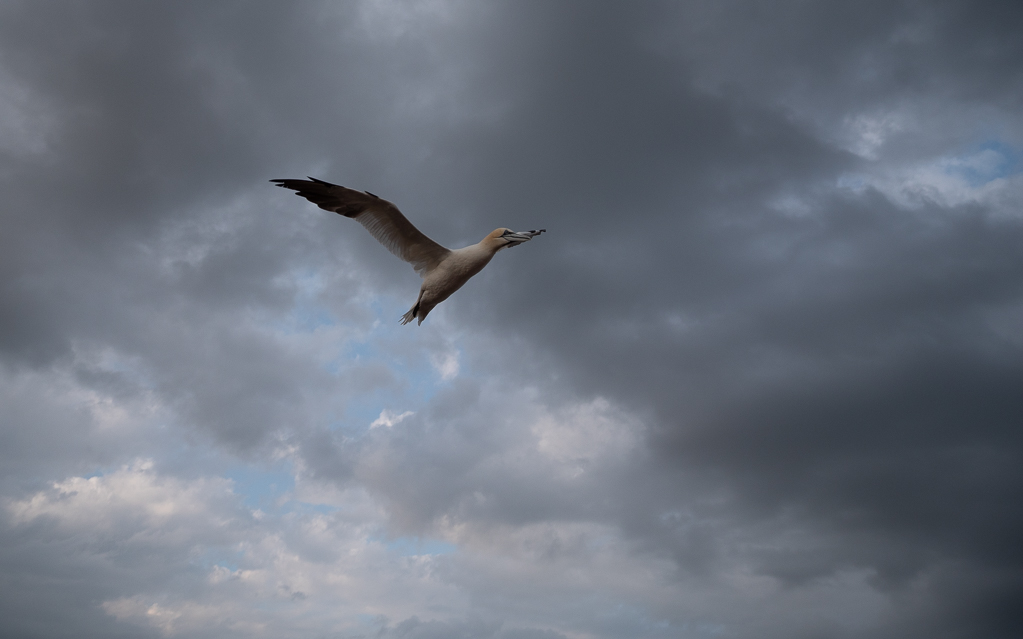 Helgoland-10 mm_P1019780.jpg