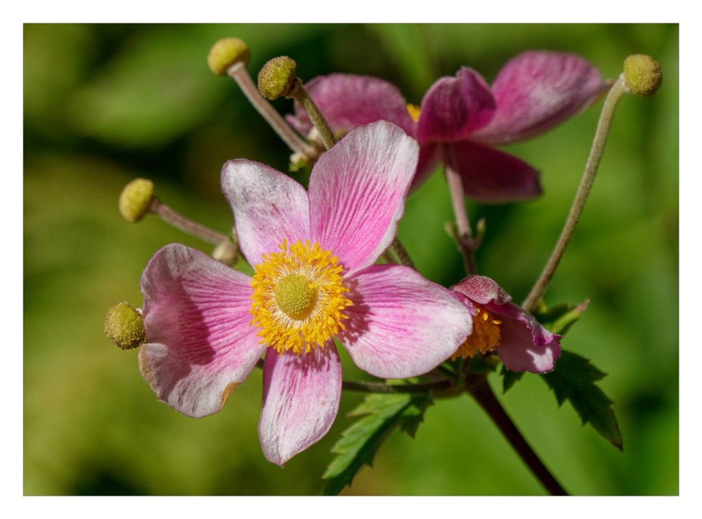 Anemone_R_1200px.jpg