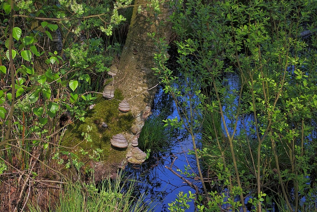 baum fusspilz###.jpg