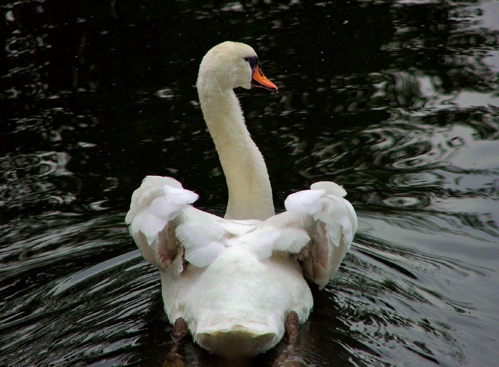 Mein lieber Schwan_1.jpg