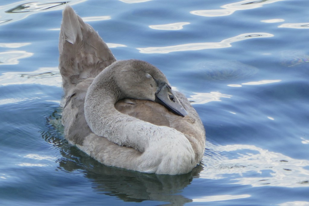 Schlafender Jungschwan.jpg