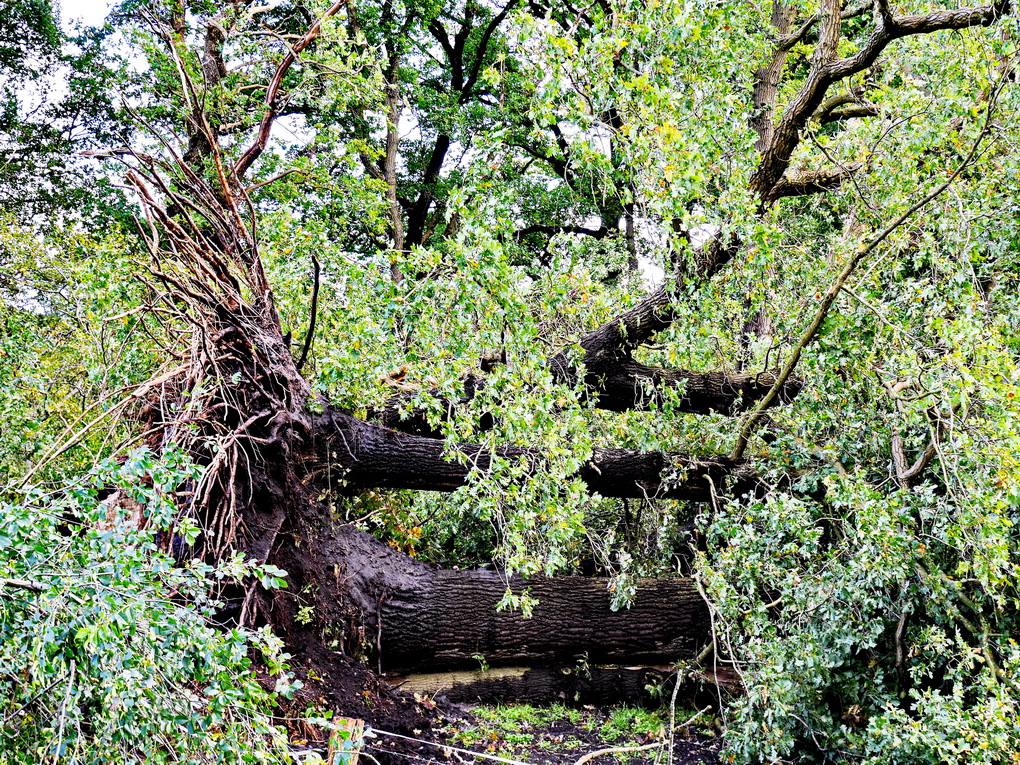 Nach dem Sturm.JPG