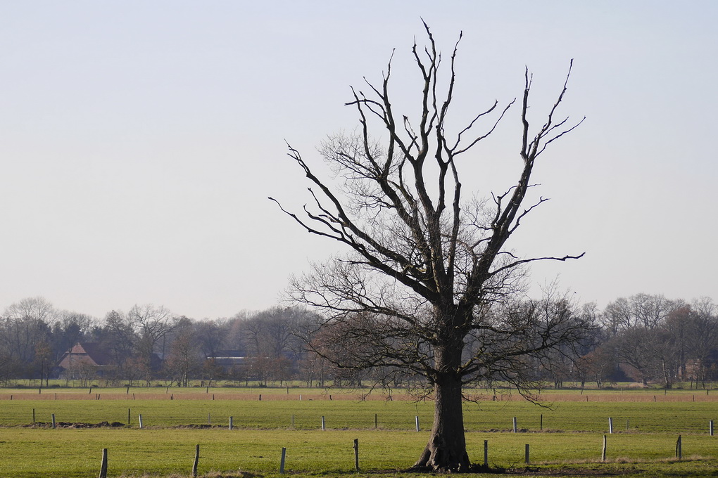 Ohne Laub.JPG
