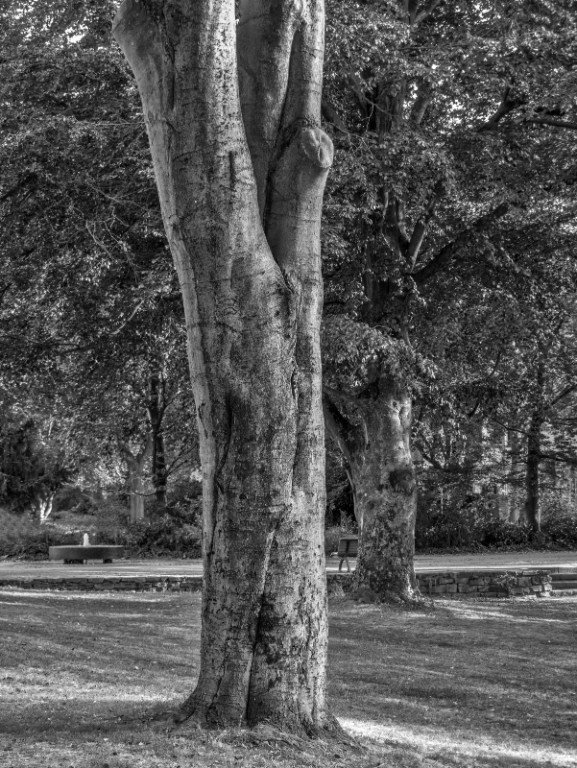 P1010234_BW.jpg