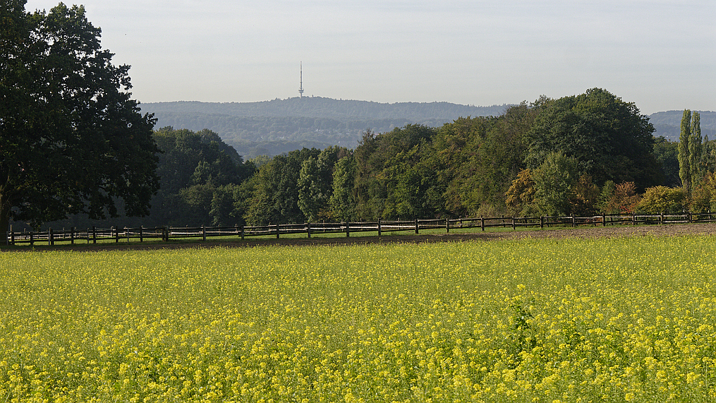 Herbstmorgen.jpg