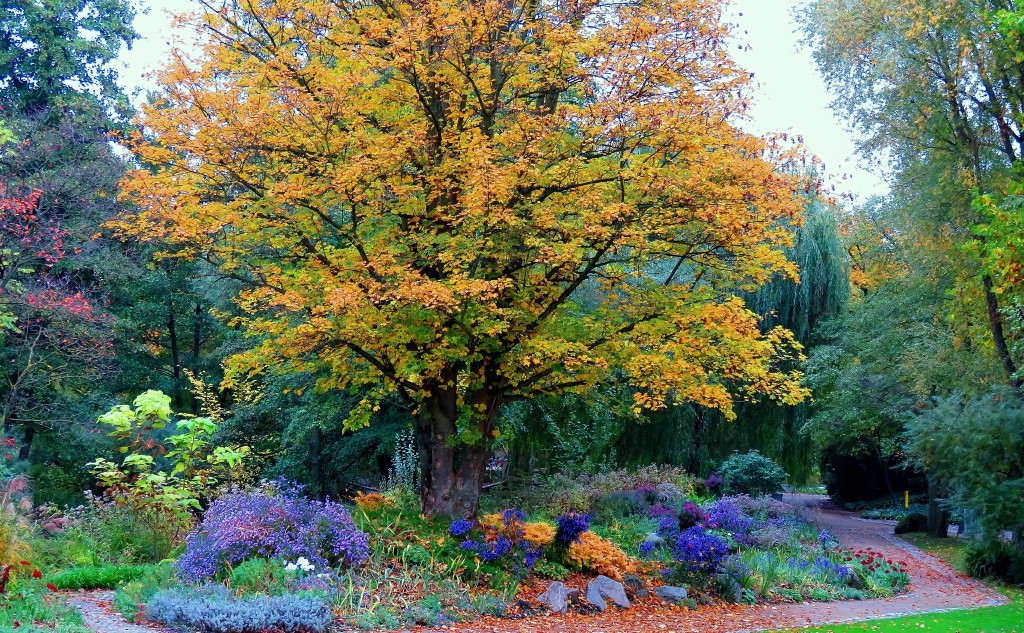 Herbstblumen_1_1.JPG