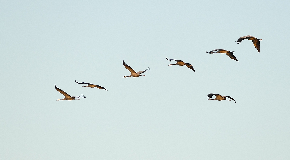 P4340817 as kl.jpg