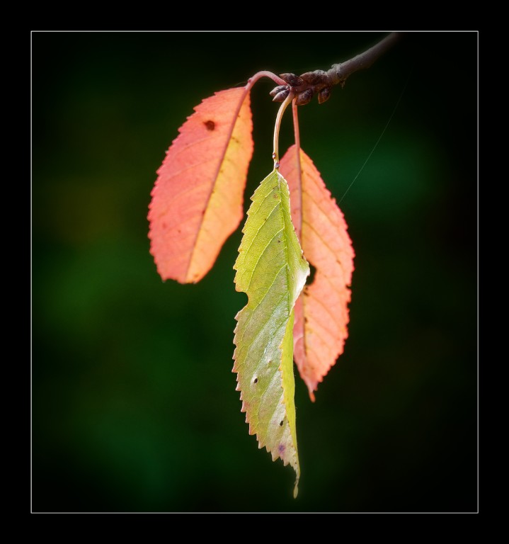 Herbst_R_1200px.jpg