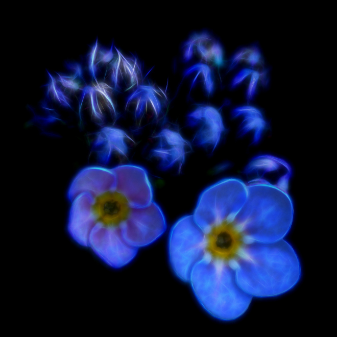 Vergissmeinnicht Fractalius verkleinert.jpg