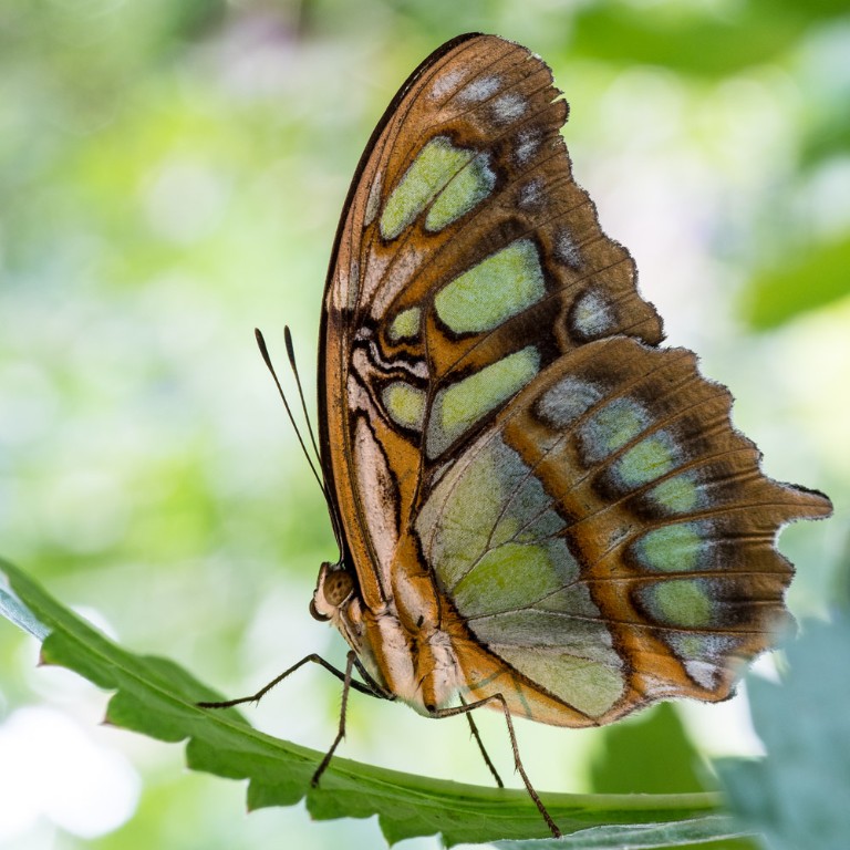 Schmetterling_1000-1003138.jpg