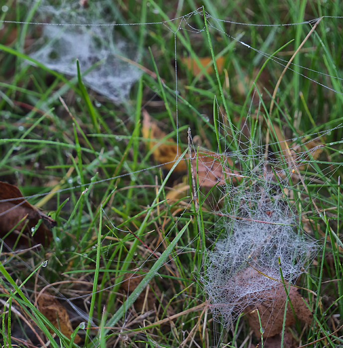23_10_Wichmannsdorf_Spinnweben_01.jpg