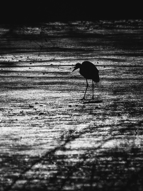 Heron.jpg