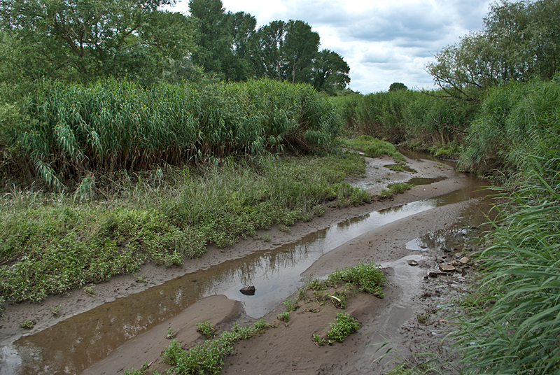 20_07_Moorwerder_NSG Heuckenlock_Niedrigwasser_01.jpg