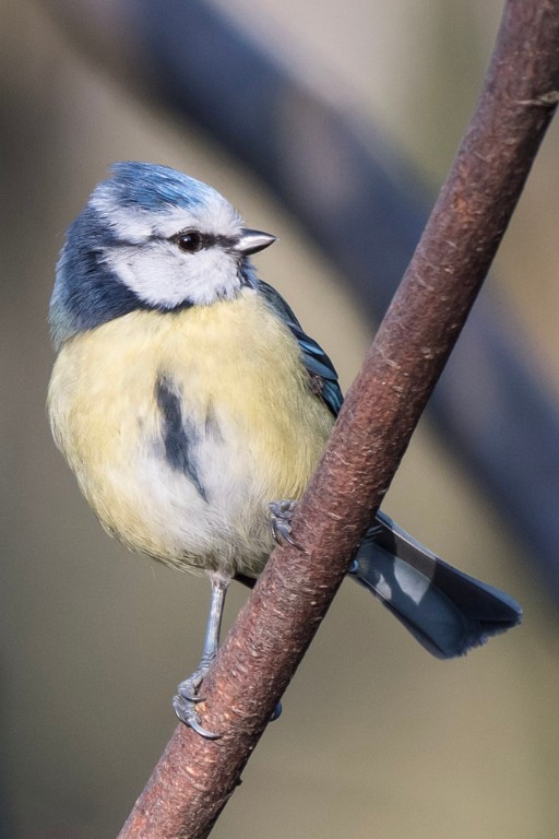 Blaumeise-1004633.jpg