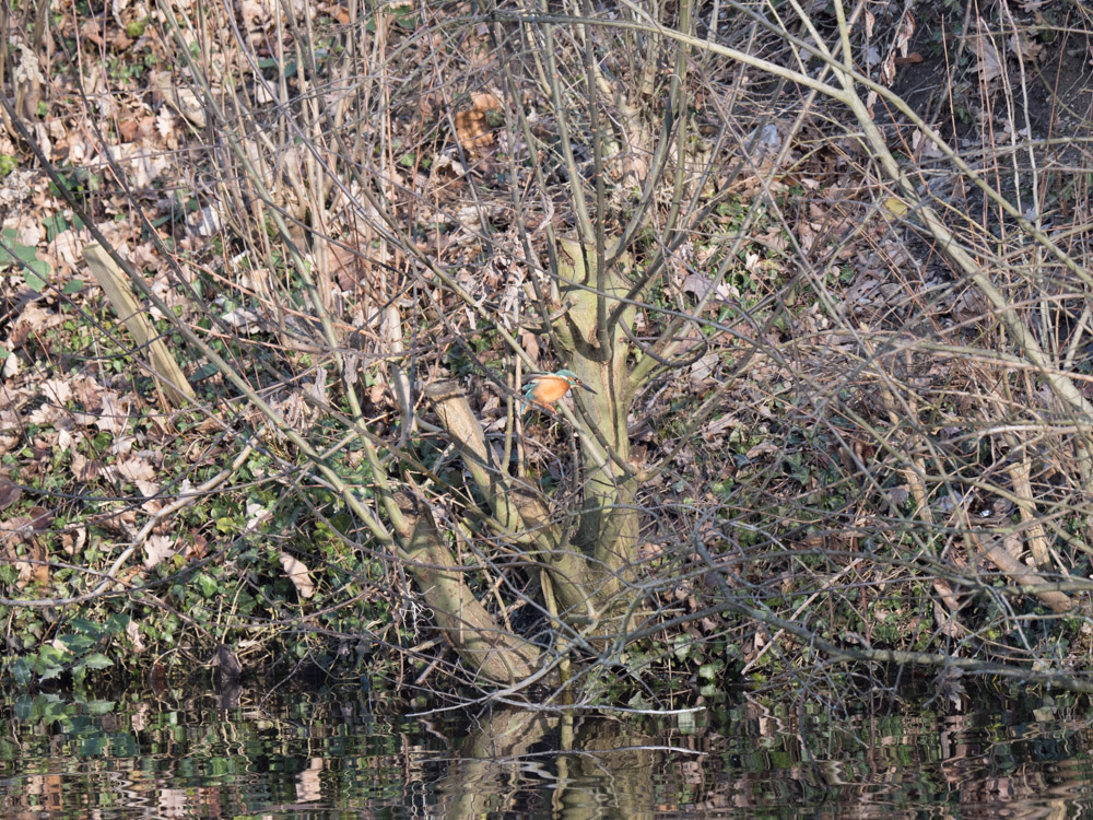Eisvogel_keine_Ausschnittsvergroesserung-1004504.jpg