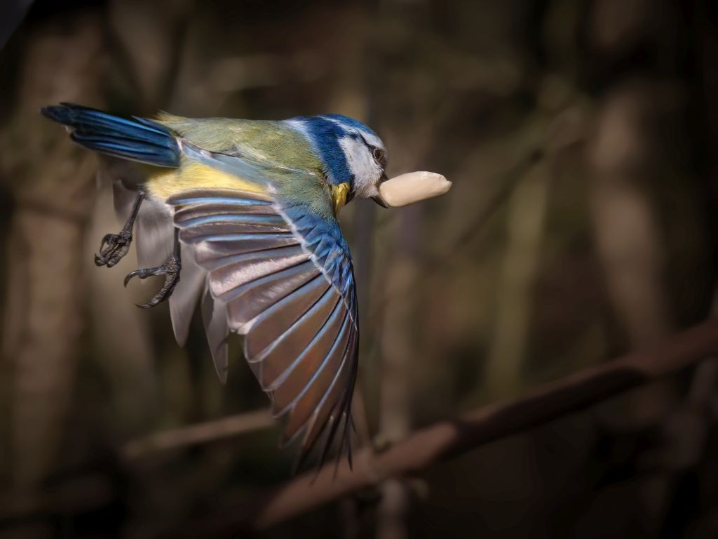 P2490712 b Resize 1024.jpg