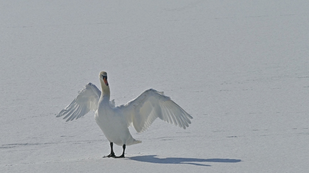 P1160532 yxcverkl.jpg